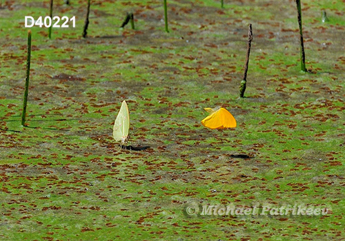 Anteos menippe, male and female